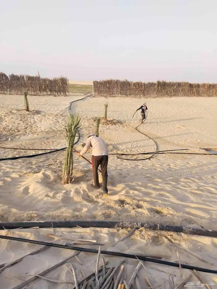 زراعة نخيل عربي واشنطني واعمال الشبوك وتوريدها 2