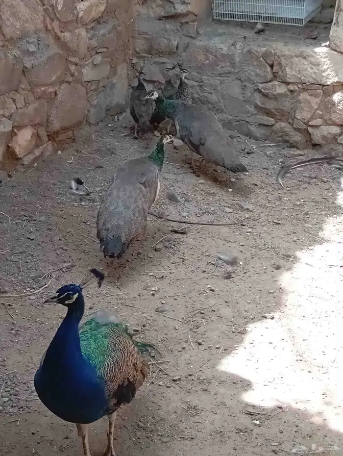 طاؤس للبيع 2