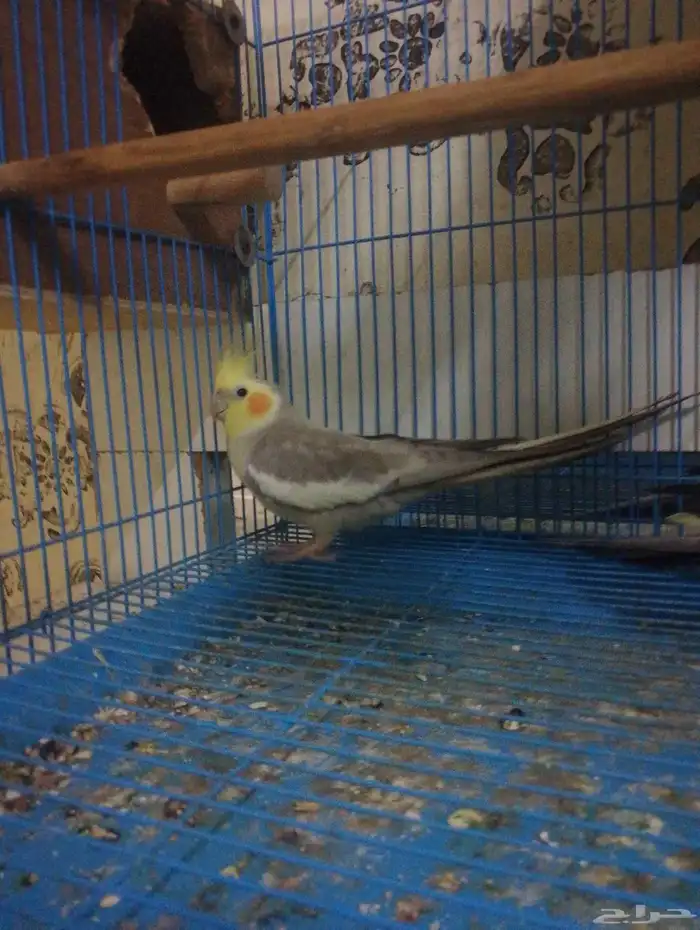 سليمه ما فيها اي مرض 3