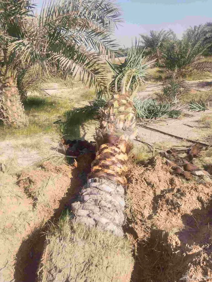 زراعة نخيل عربي واشنطني واعمال الشبوك وتوريدها 9