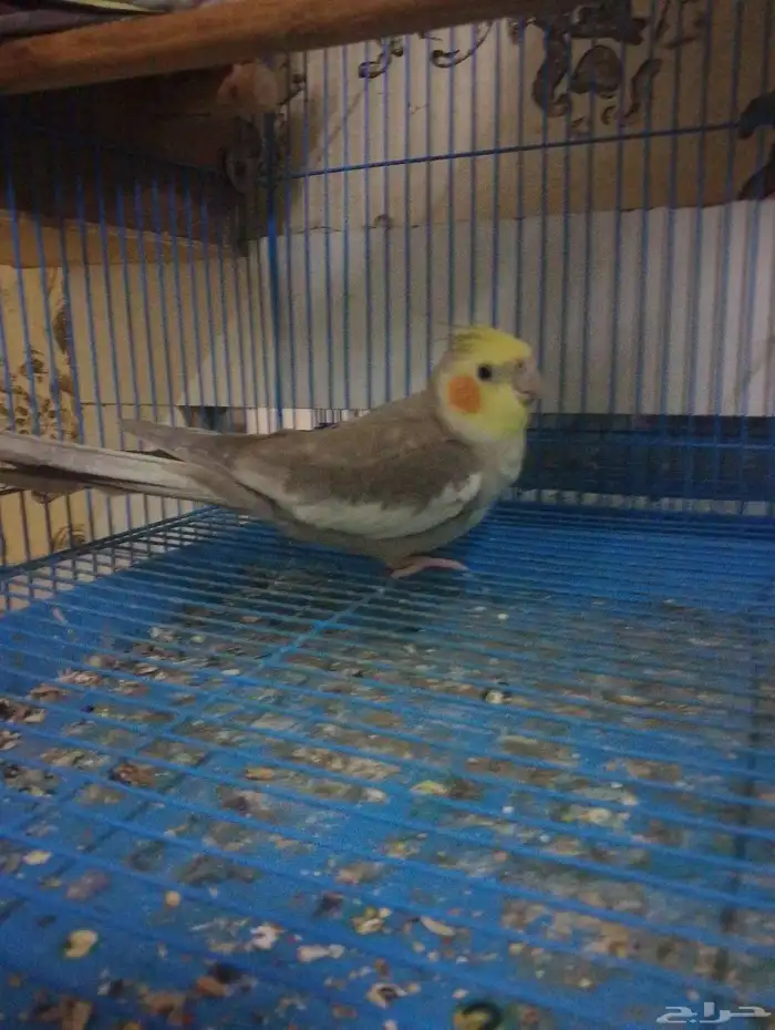 سليمه ما فيها اي مرض 2