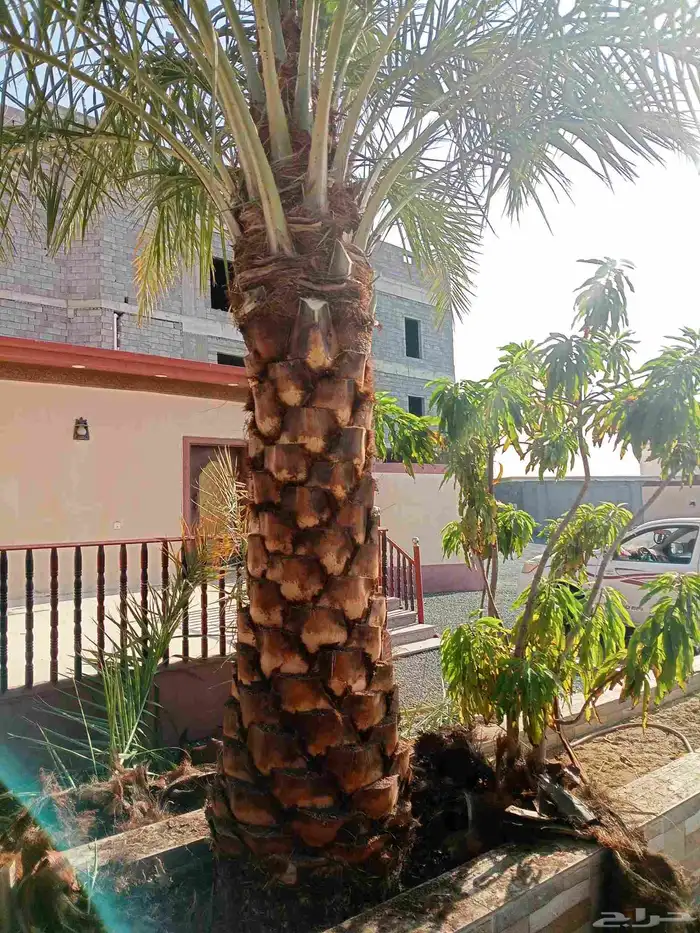 يوجد لدينا جثايث وفسايل للبيع اليوم يوم السبت 15نوفمبر 5