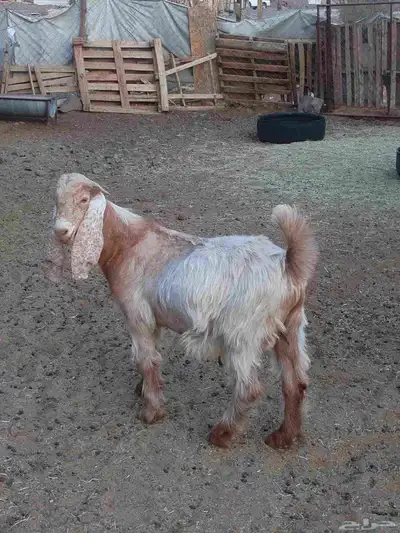 تيس جذع مخصي سمين قافل العمر 8اشهر الموقع ضبوعه index