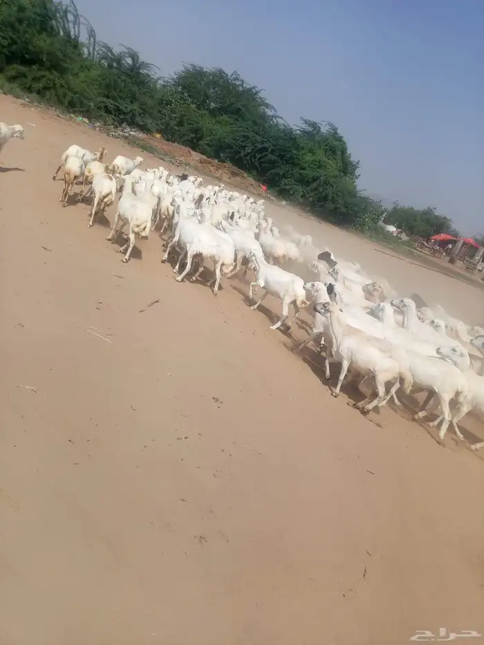 ضان رفيديات قرايب سن طيب العدد 700 0