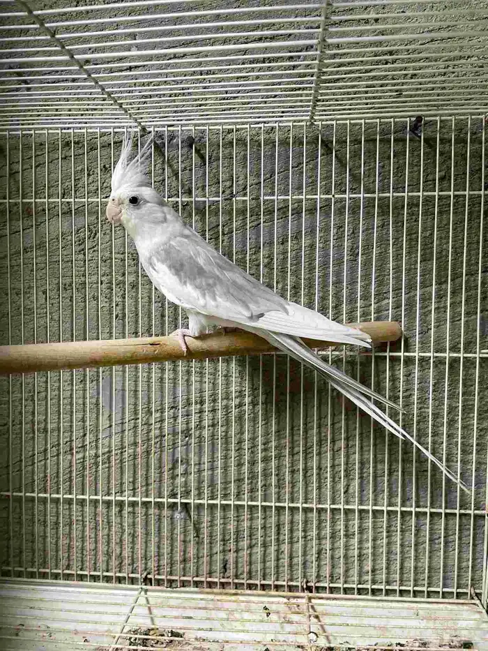 شحن الحيوانات قطط طيور بين المدن 0