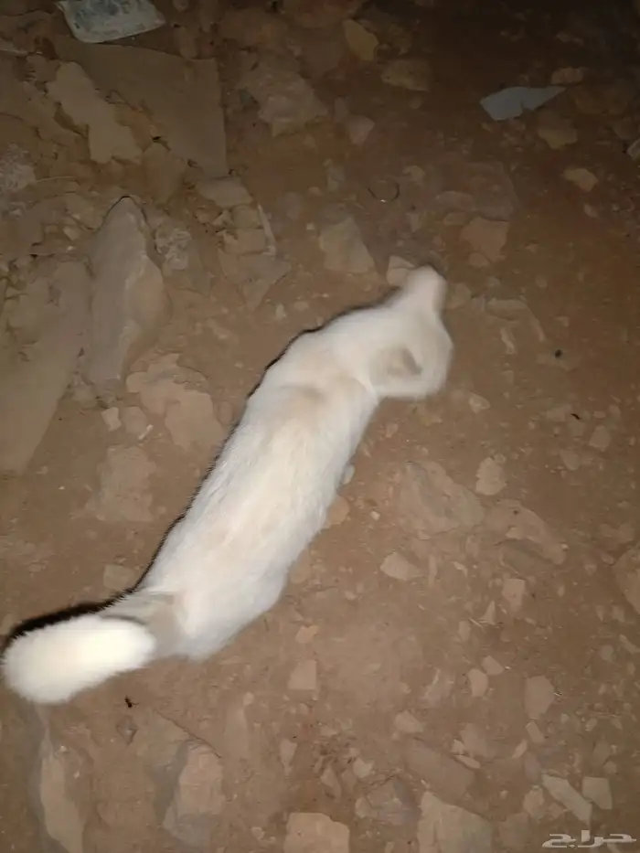 قط ابيض لقيته مفقود حي العوالي 0