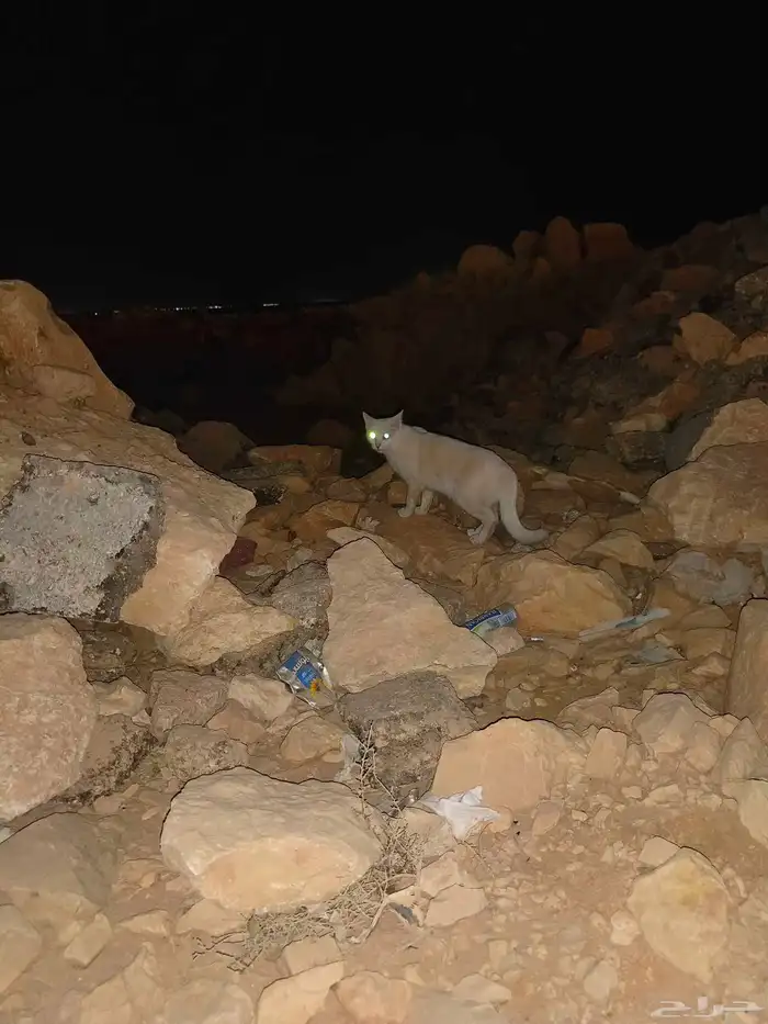 قط ابيض لقيته مفقود حي العوالي 2