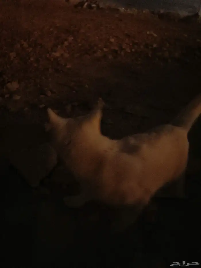 قط ابيض لقيته مفقود حي العوالي 1