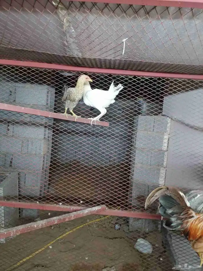 دجاج بلدي للبيع 3
