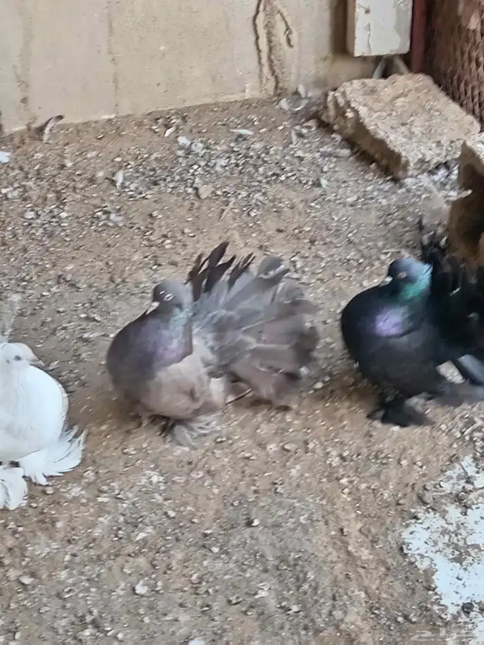 حمام رقاصي هندي 4 أزواج 2