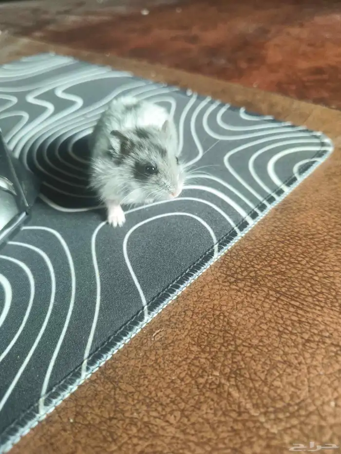 هامستر روسي كل الأحجام والألوان والاعمار 2