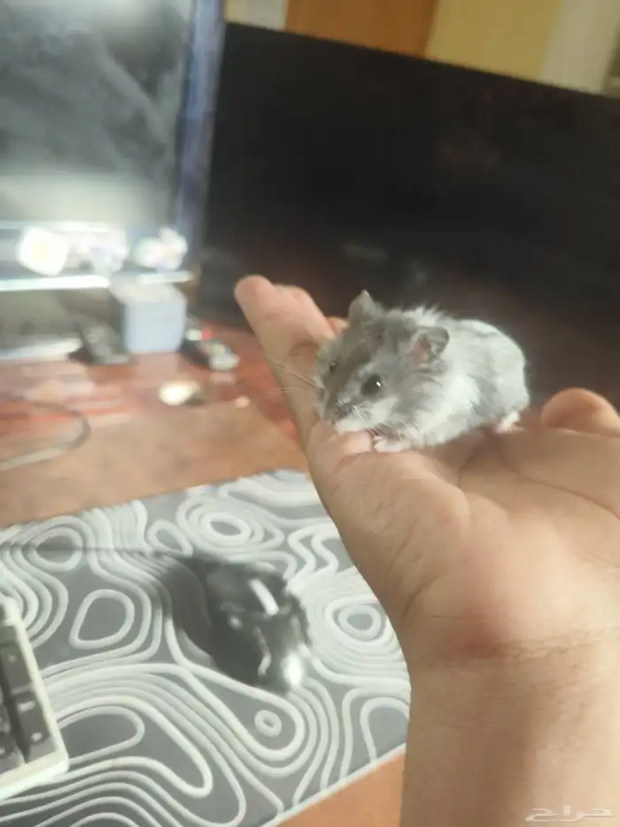 هامستر روسي كل الأحجام والألوان والاعمار 3