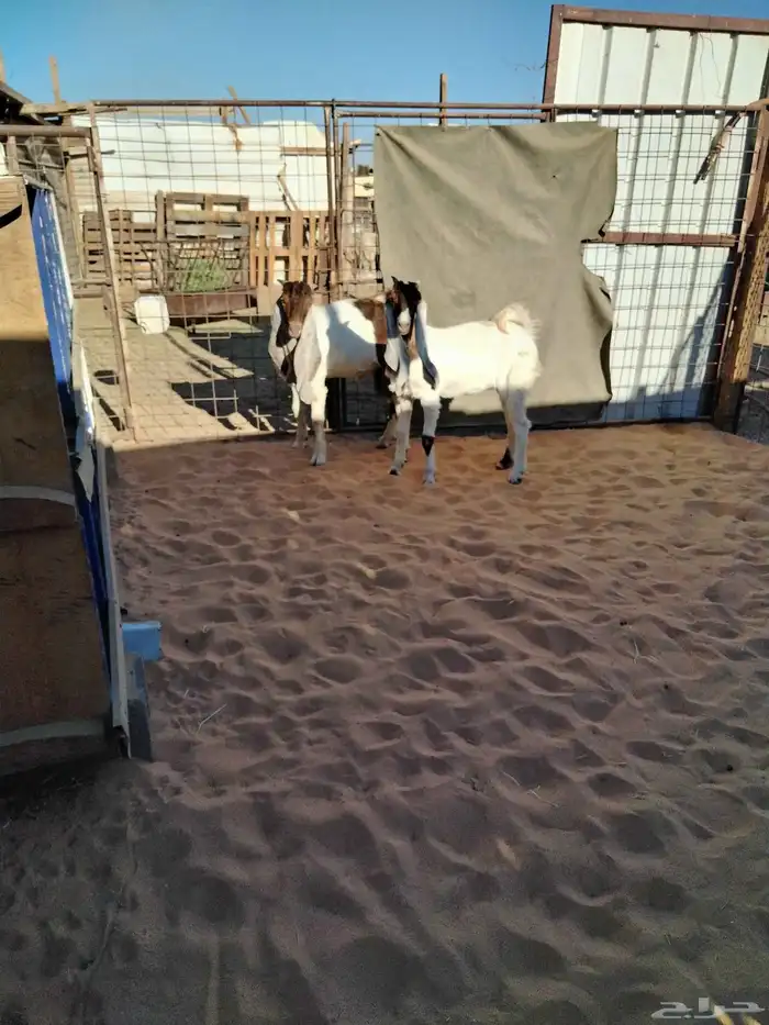 تيس وجفره هولنديه 1