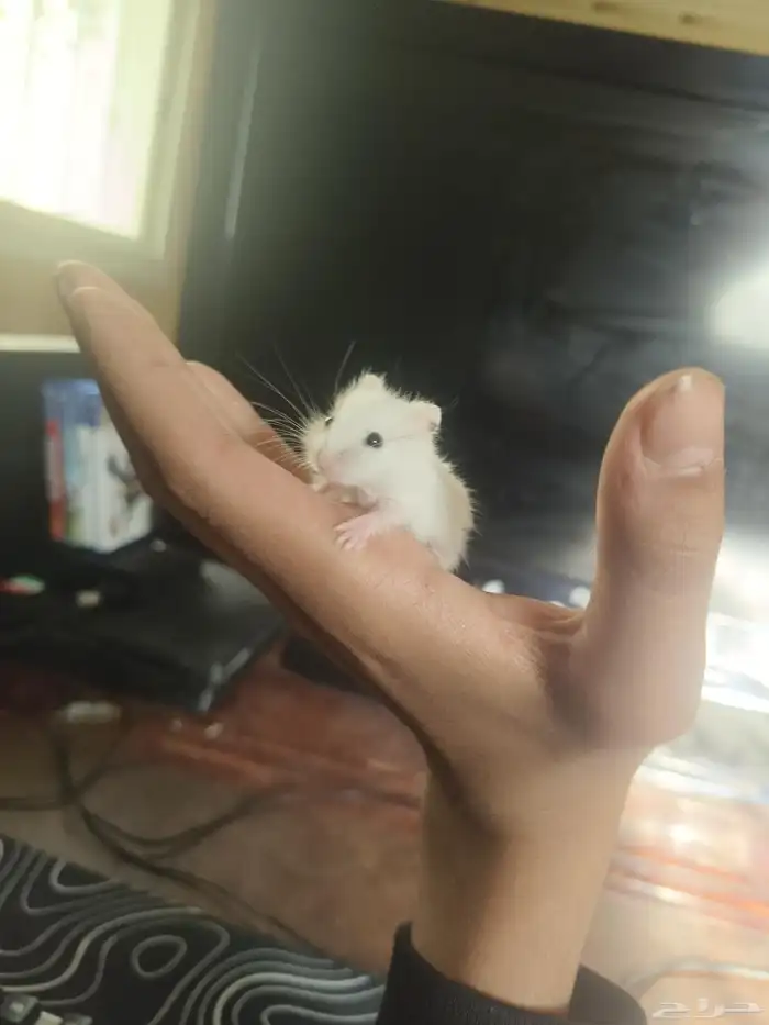 هامستر روسي كل الأحجام والألوان والاعمار 4