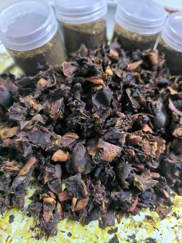 الكرورو القطيفي 0