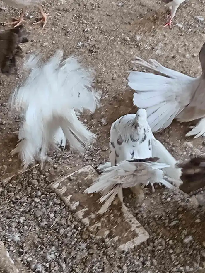 حمام رقاصي هندي 4 أزواج 1