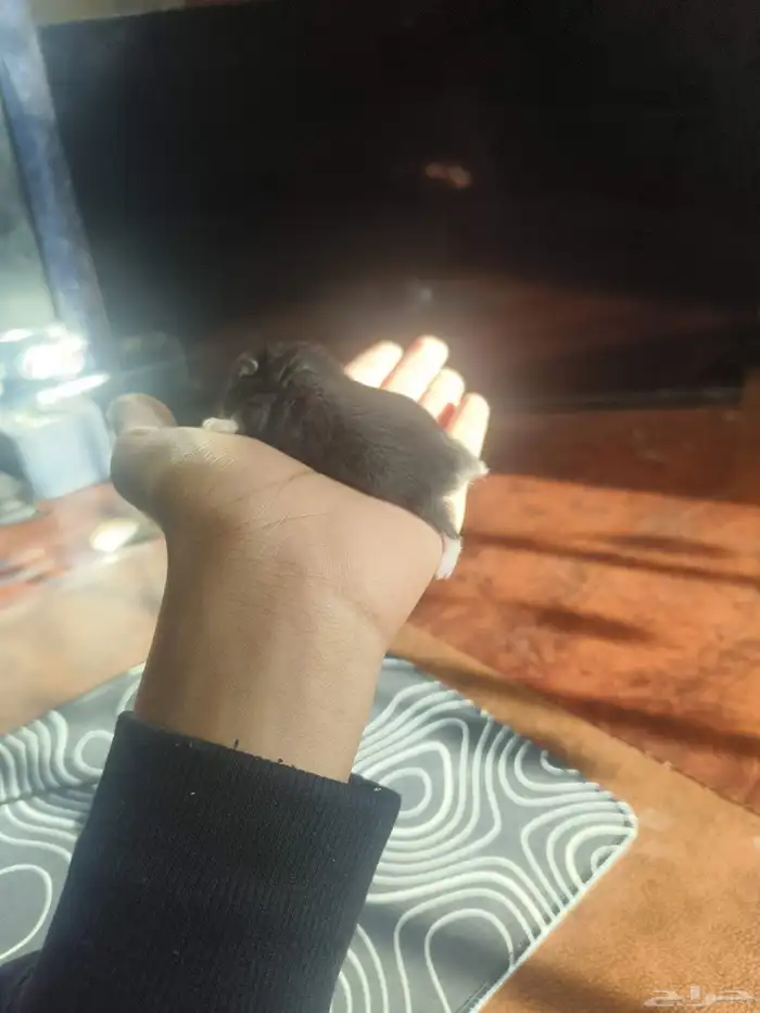 هامستر روسي كل الأحجام والألوان والاعمار 5