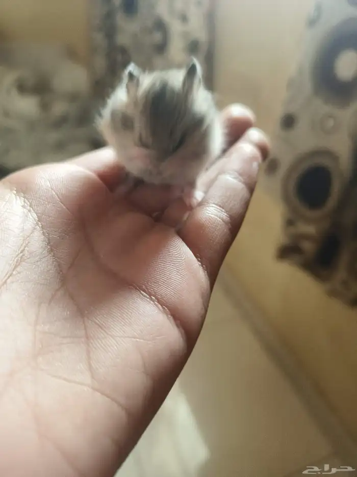 هامستر روسي كل الأحجام والألوان والاعمار 1