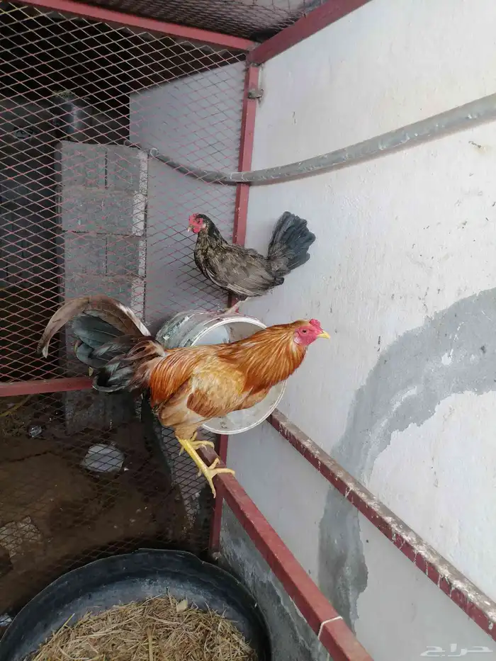 دجاج بلدي للبيع 0