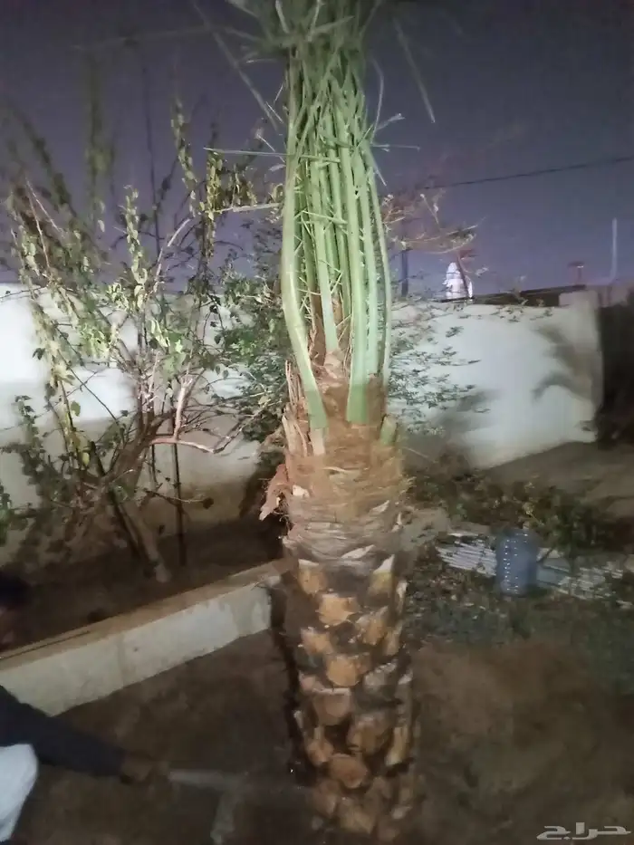 يوجد لدينا جثايث وفسايل للبيع اليوم يوم السبت 15نوفمبر 7