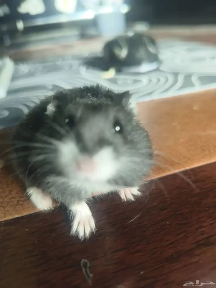 هامستر روسي كل الأحجام والألوان والاعمار 6