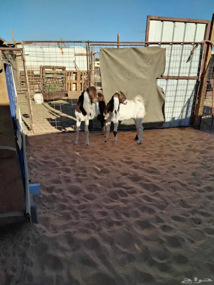 تيس وجفره هولنديه 0