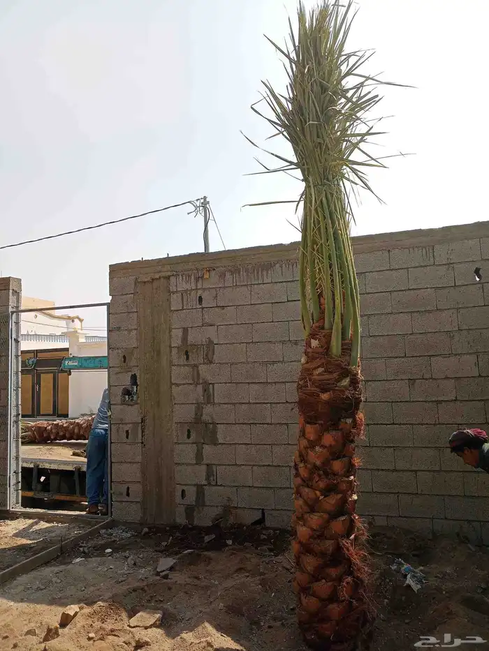 يوجد لدينا جثايث وفسايل للبيع اليوم يوم السبت 15نوفمبر 9