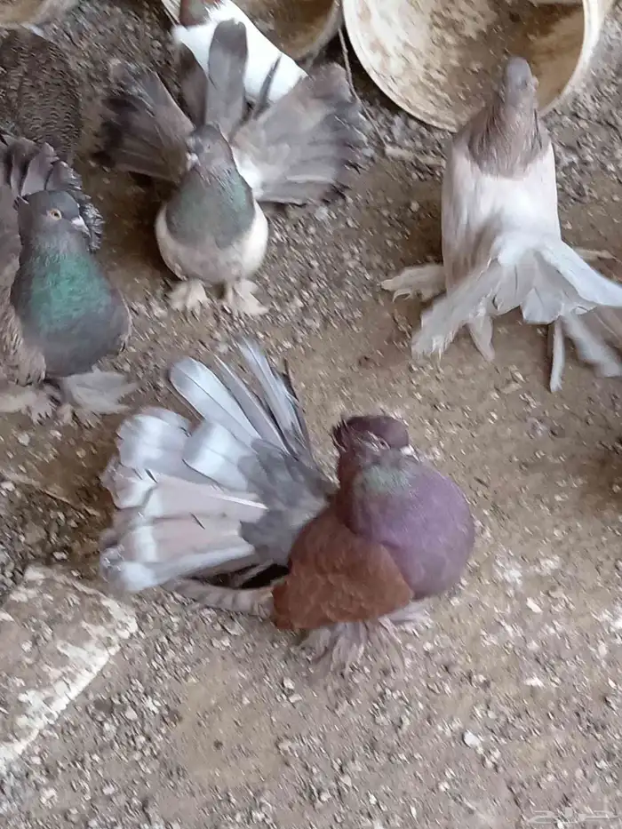 حمام رقاصي هندي 4 أزواج 0