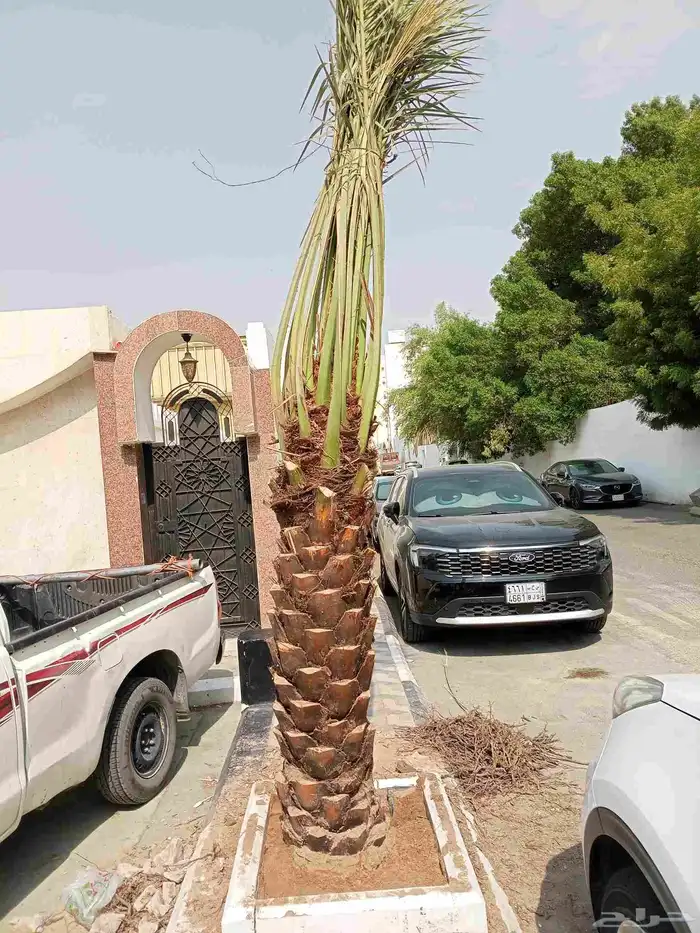 يوجد لدينا جثايث وفسايل للبيع اليوم يوم السبت 15نوفمبر 3