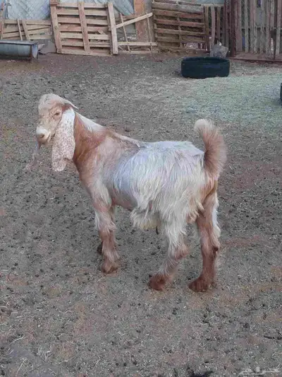 تيس جذع مخصي سمين قافل العمر 8اشهر الموقع ضبوعه index