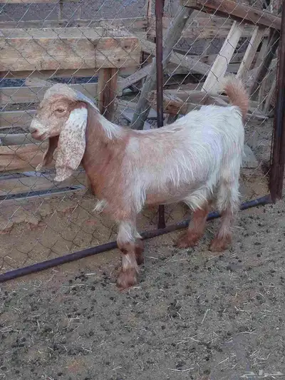 تيس جذع مخصي سمين قافل العمر 8اشهر الموقع ضبوعه index