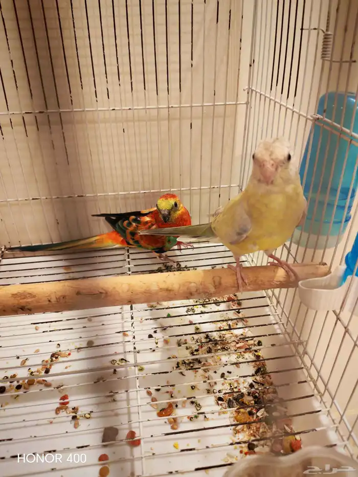 ثلاث أزواج براكيت 1