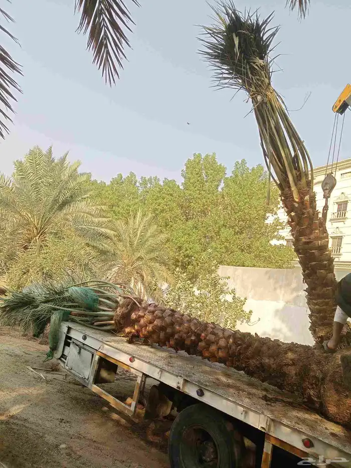 يوجد لدينا جثايث وفسايل للبيع اليوم يوم السبت 15نوفمبر 4