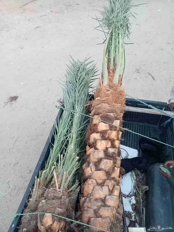 يوجد لدينا جثايث وفسايل للبيع اليوم يوم السبت 15نوفمبر 6