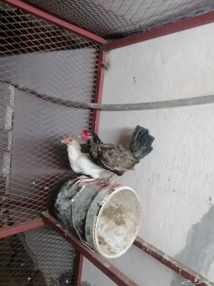 دجاج بلدي للبيع 2