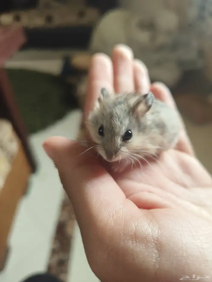 هامستر روسي كل الأحجام والألوان والاعمار 0