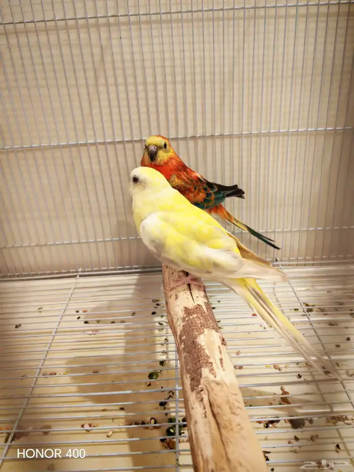 ثلاث أزواج براكيت 0