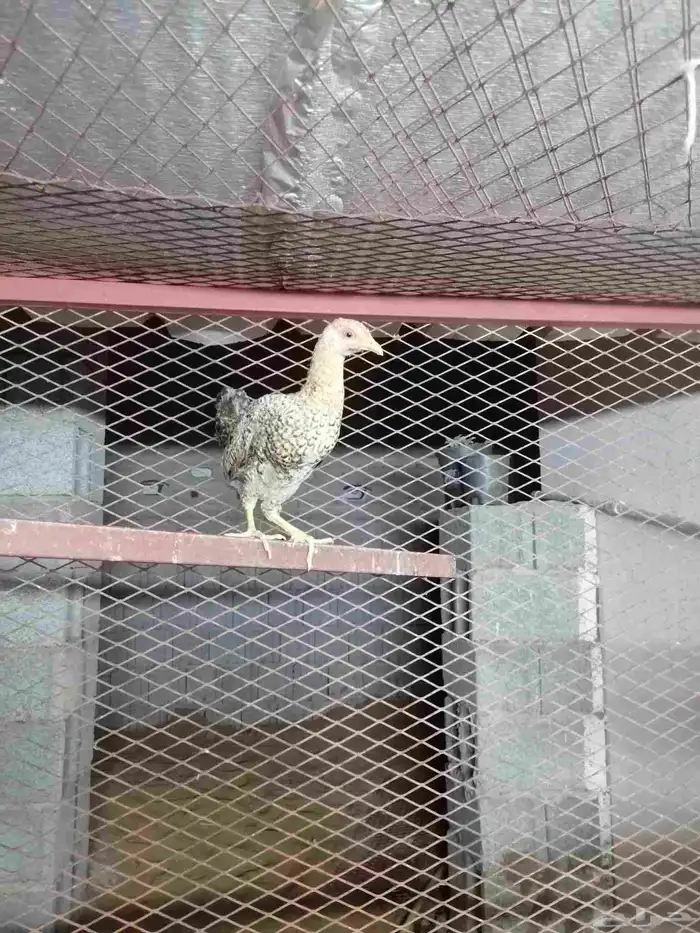 دجاج بلدي للبيع 4