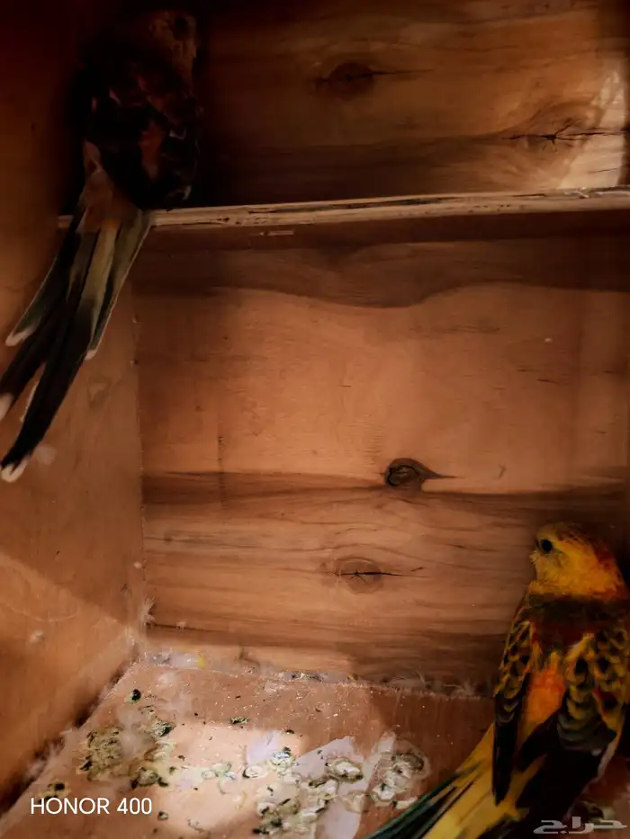 ثلاث أزواج براكيت 2