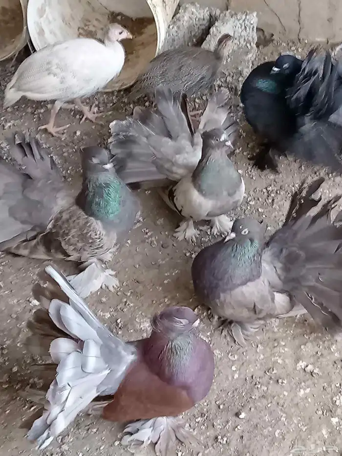 حمام رقاصي هندي 4 أزواج 4