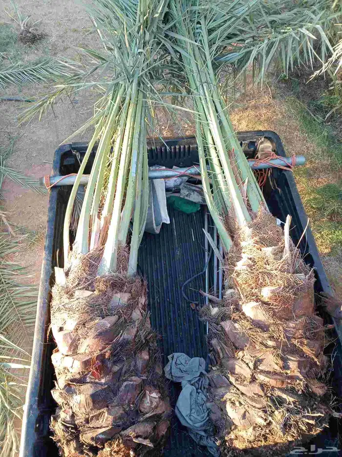 يوجد لدينا جثايث وفسايل للبيع اليوم يوم السبت 15نوفمبر 8