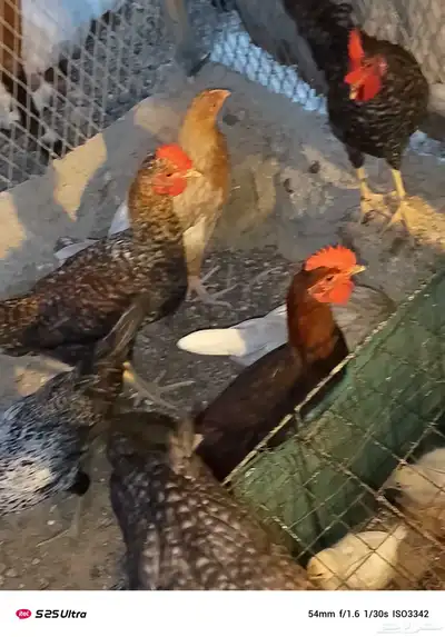 ديوك تركي وبلدي الموقع الداير index