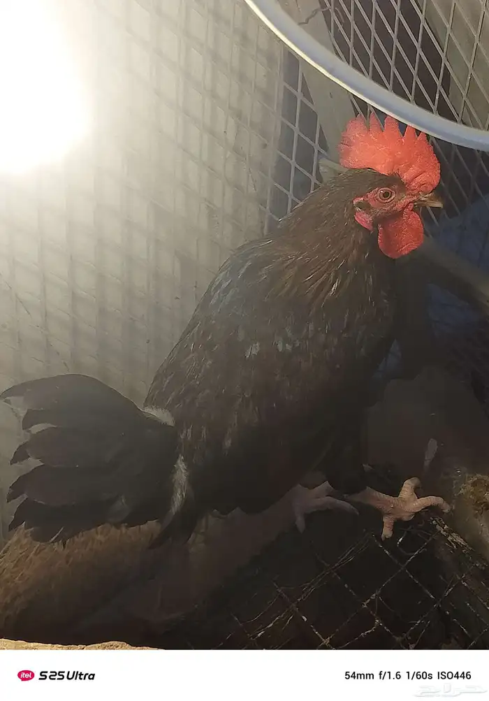 ديوك تركي وبلدي الموقع الداير 3