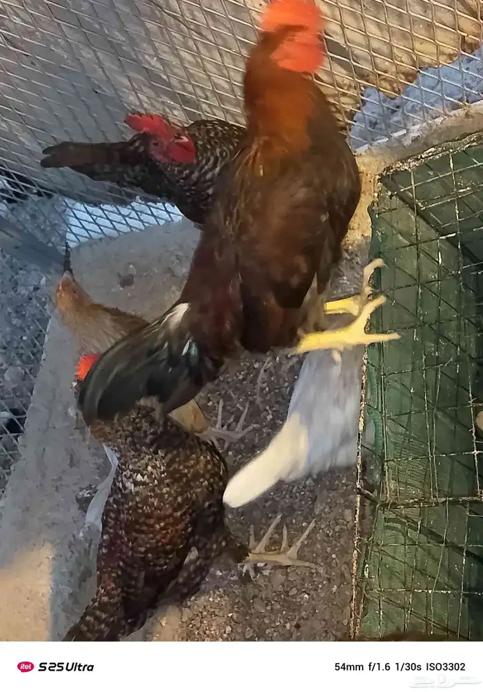 ديوك تركي وبلدي الموقع الداير 1