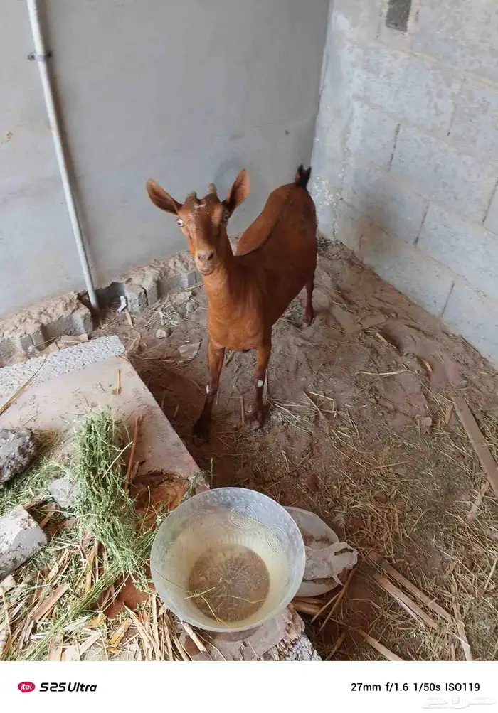 موقع الشرقيه بقيق 2