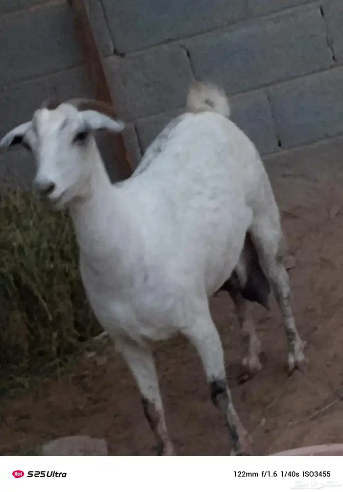 موقع الشرقيه بقيق 1