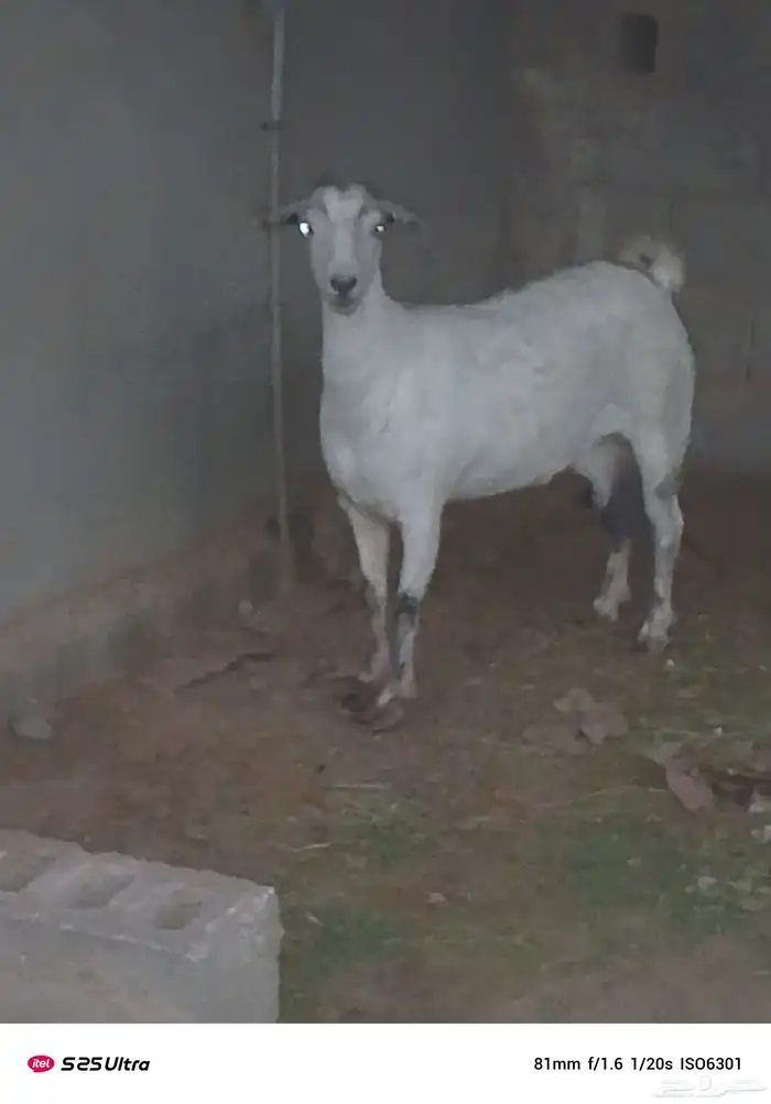 موقع الشرقيه بقيق 0