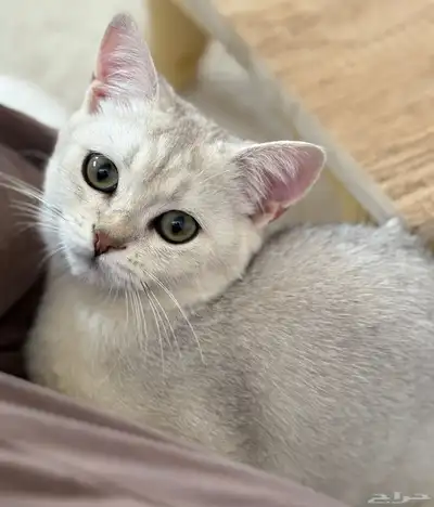 سكوتش ستريت ذكر index