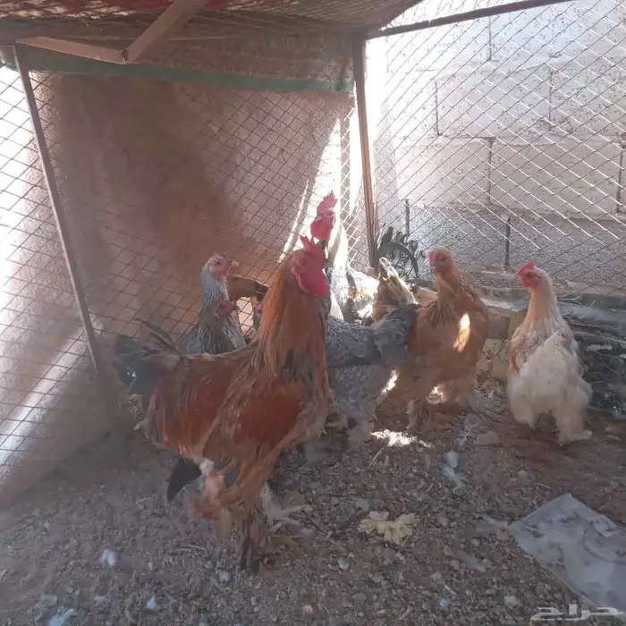 دجاج براهما السعر 60 ريال الوحده 0