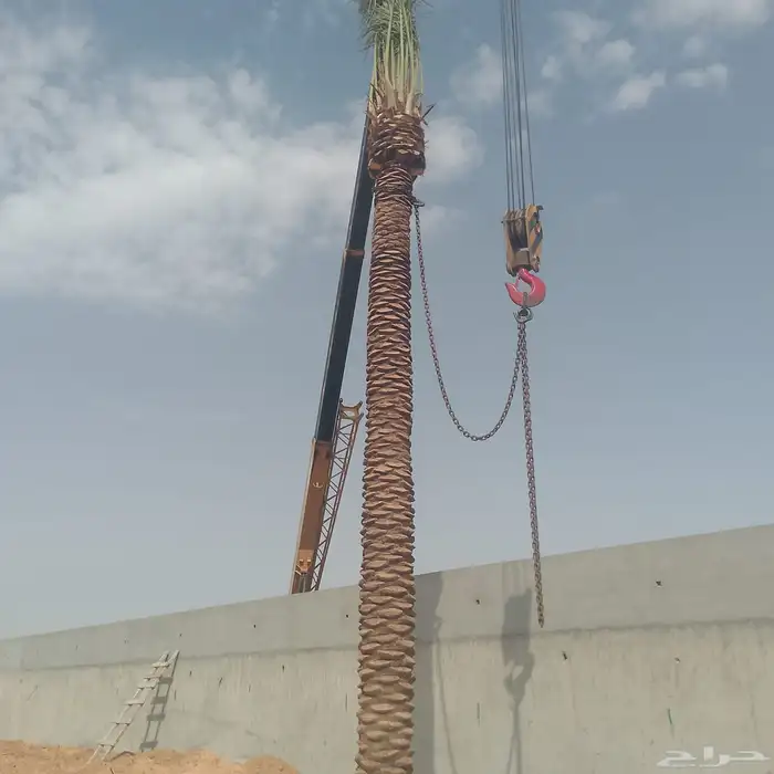 توريد وزراعة جميع انواع النخيل القصيم بريدة 6